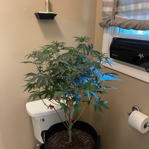 Fruity Pebbles #1 green growlog photo: Final Heavy prune and defoil