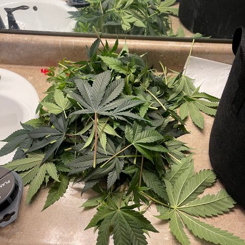 Fruity Pebbles #1 green growlog photo: Foliage removed from both Fruity Pebbles