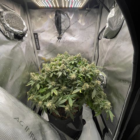 Rainbow Kush Clone growlog timeline photo