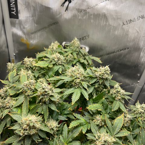 Rainbow Kush Clone growlog timeline photo