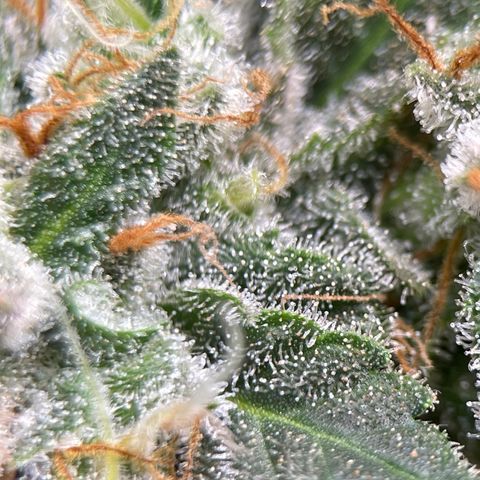 Rainbow Kush Clone growlog timeline photo