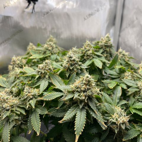 Rainbow Kush Clone growlog timeline photo