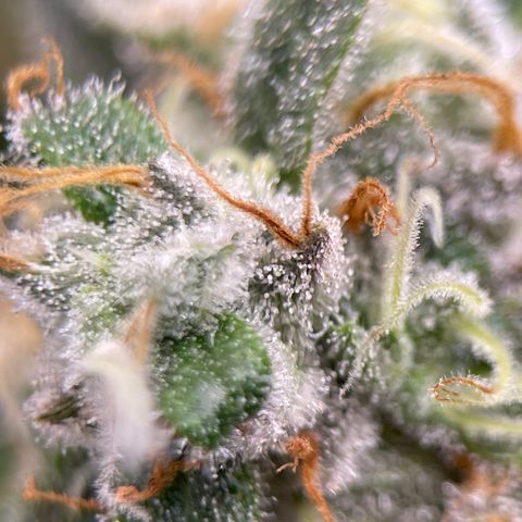 Rainbow Kush Clone growlog timeline photo