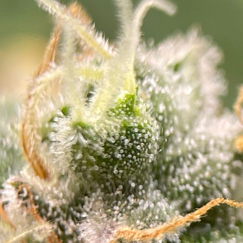 Rainbow Kush Clone growlog timeline photo