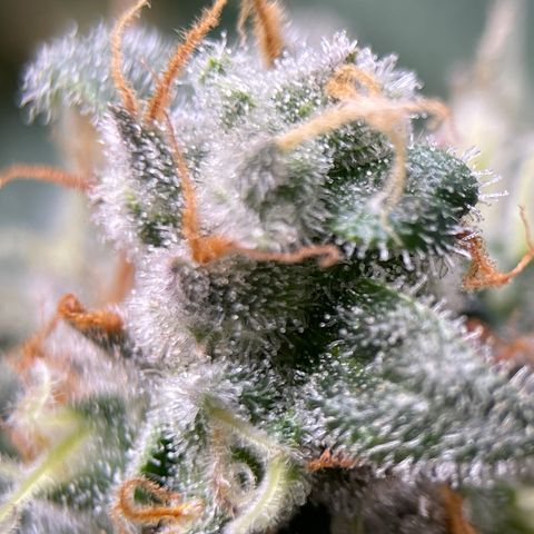 Rainbow Kush Clone growlog timeline photo