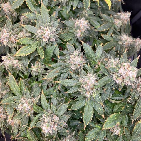 Rainbow Kush Clone growlog timeline photo
