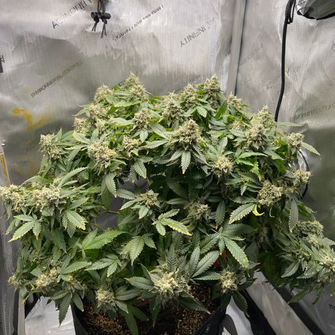Rainbow Kush Clone growlog timeline photo