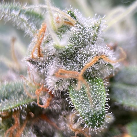 Rainbow Kush Clone growlog timeline photo