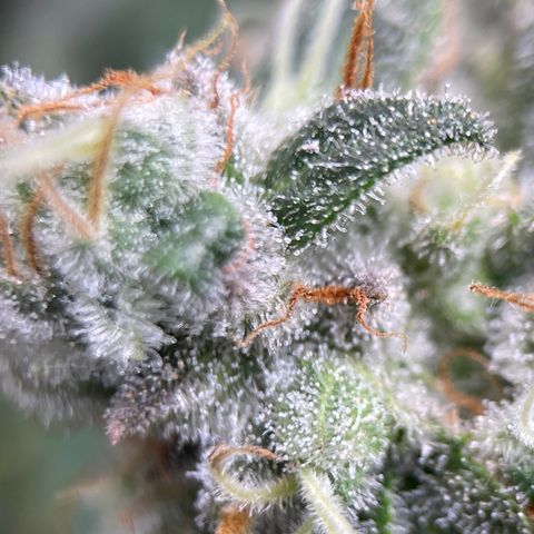 Rainbow Kush Clone growlog timeline photo