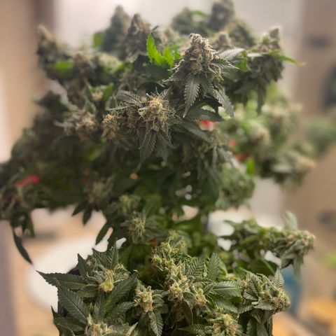 Rainbow Kush Clone growlog photo: Chopped