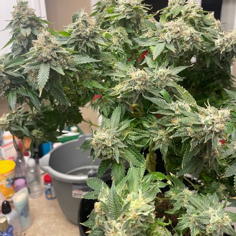 Rainbow Kush Clone growlog photo: Chopped