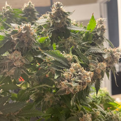 Rainbow Kush Clone growlog photo: Chopped