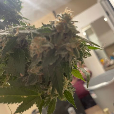 Rainbow Kush Clone growlog photo: Chopped