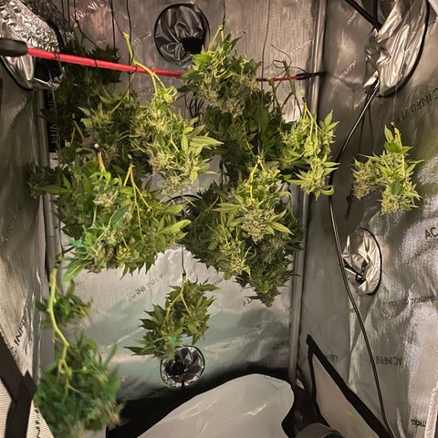 Rainbow Kush Clone growlog timeline photo