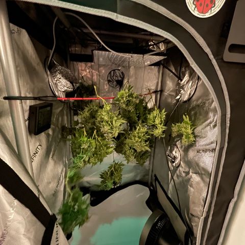 Rainbow Kush Clone growlog timeline photo