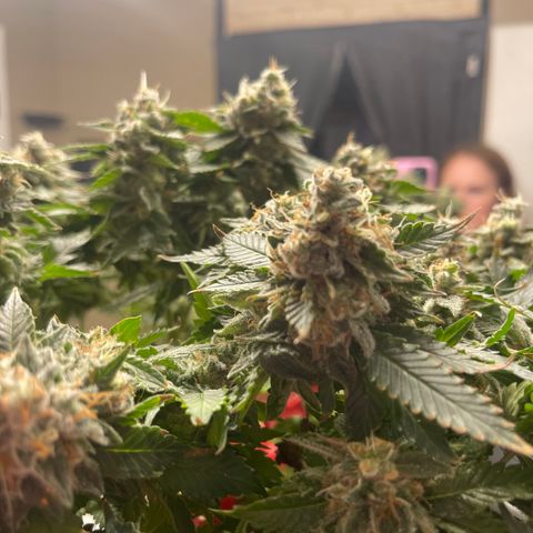 Rainbow Kush Clone growlog photo: Chopped