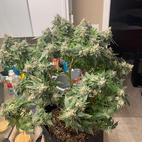Rainbow Kush Clone growlog photo: Chopped