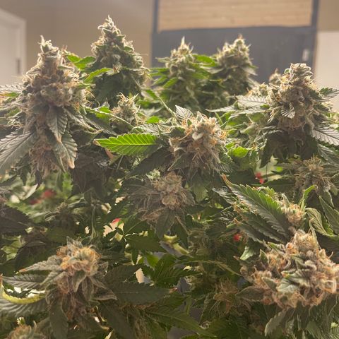 Rainbow Kush Clone growlog photo: Chopped