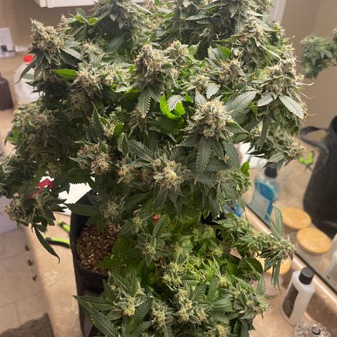 Rainbow Kush Clone growlog photo: Chopped