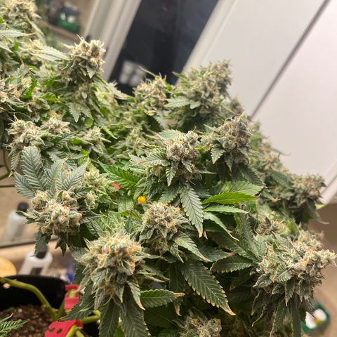 Rainbow Kush Clone growlog photo: Chopped
