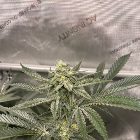 Fruity Pebbles #1 green growlog timeline photo
