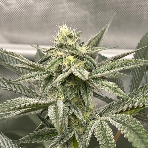 Fruity Pebbles #1 green growlog timeline photo