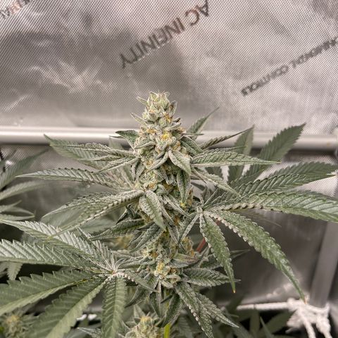 Fruity Pebbles #1 green growlog timeline photo
