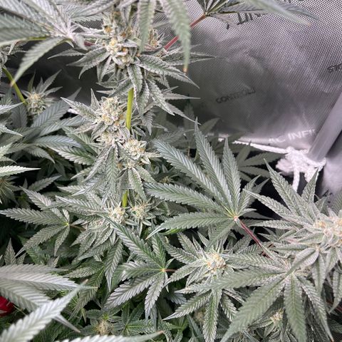 Fruity Pebbles #1 green growlog timeline photo
