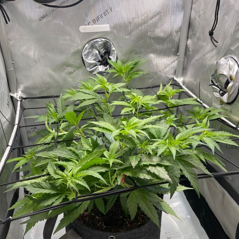 Rainbow Kush Clone growlog timeline photo