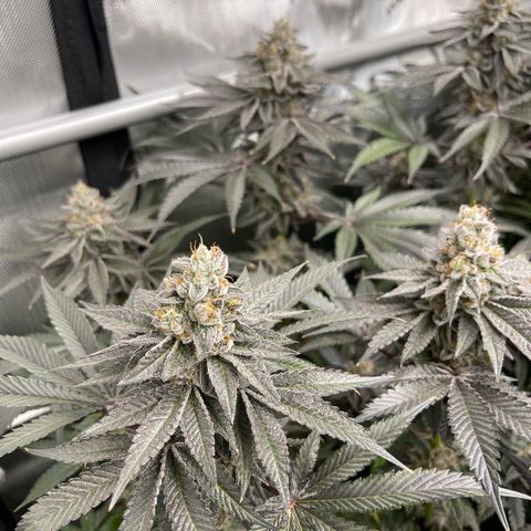 Fruity Pebbles #1 green growlog timeline photo