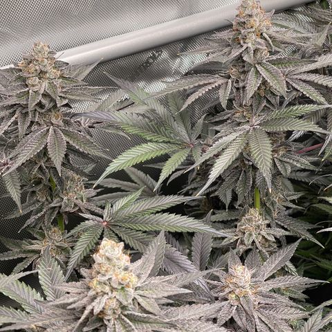 Fruity Pebbles #1 green growlog timeline photo