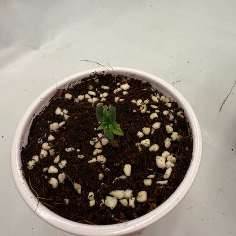Mystery ??? growlog photo: 3 cotyledons and 3 leaves 