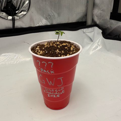 Mystery ??? growlog timeline photo