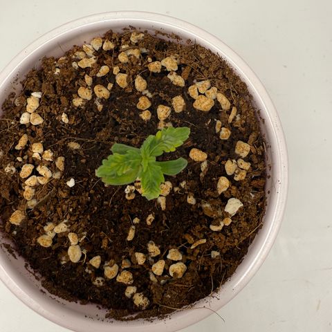Mystery ??? growlog timeline photo