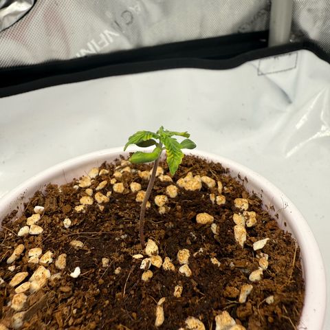Mystery ??? growlog timeline photo