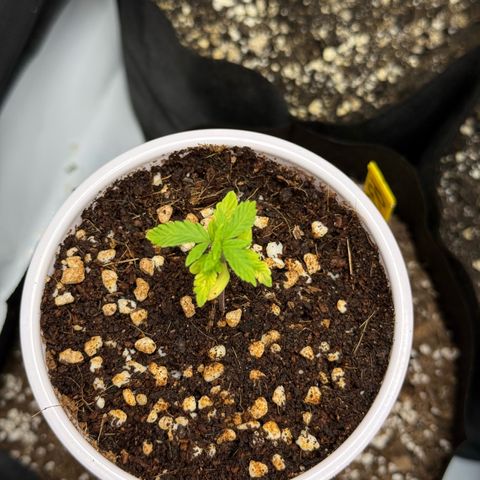 Mystery ??? growlog timeline photo