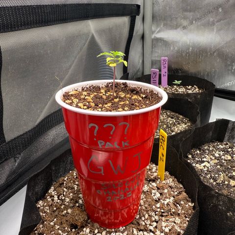 Mystery ??? growlog timeline photo