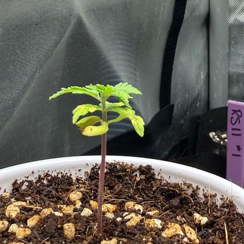 Mystery ??? growlog timeline photo