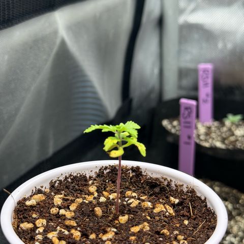 Mystery ??? growlog timeline photo