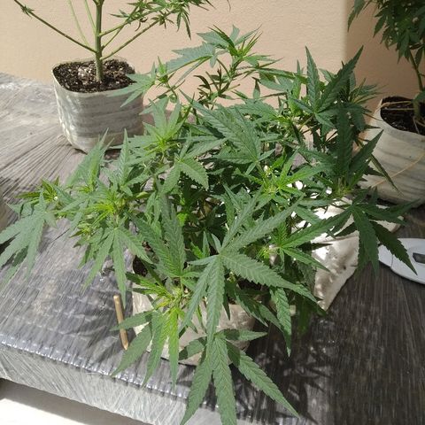 Circle  growlog timeline photo