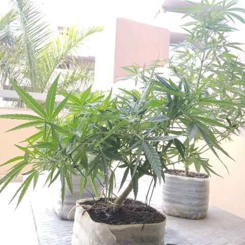 Circle  growlog timeline photo