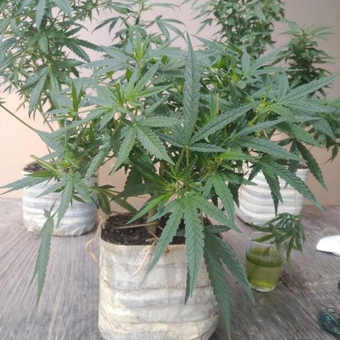 Circle  growlog timeline photo