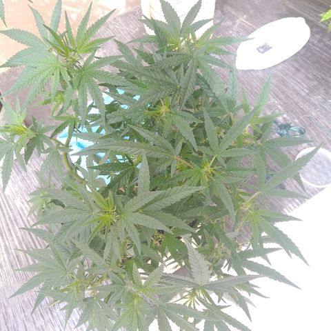 Circle  growlog timeline photo
