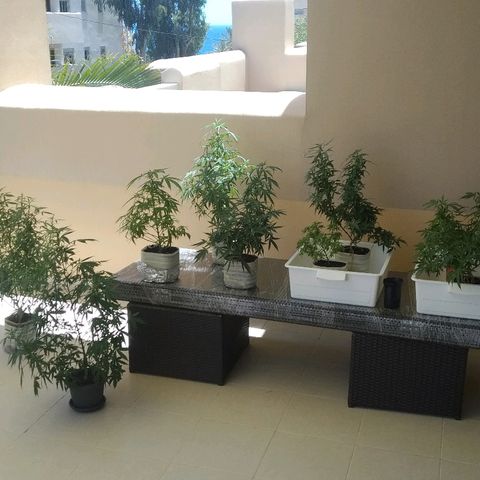 Circle  growlog photo: In the shade 