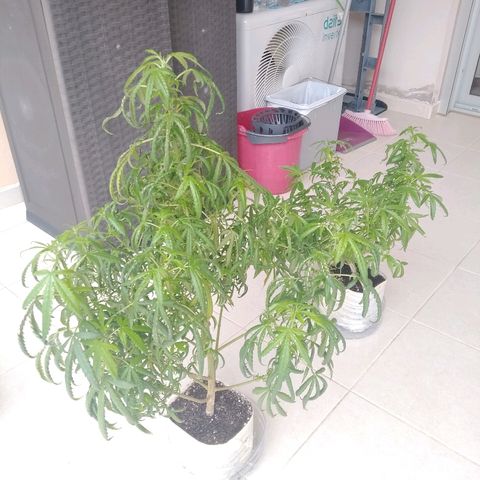 Circle  growlog timeline photo