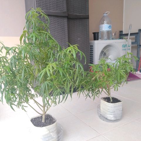 Circle  growlog timeline photo