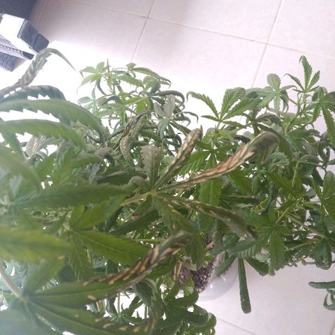 Circle  growlog timeline photo