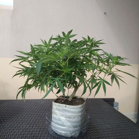 Circle  growlog timeline photo