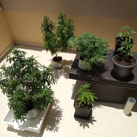 Circle  growlog timeline photo