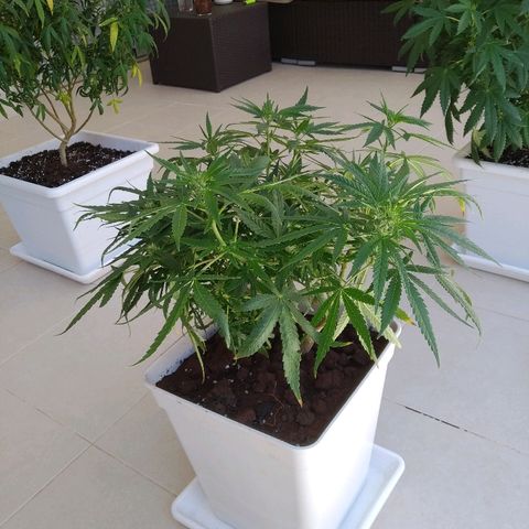 Circle  growlog timeline photo